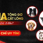 Mua tông đơ cắt lông cho chó ở đâu- Địa chỉ uy tín!