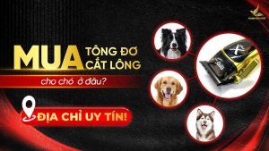 Mua tông đơ cắt lông cho chó ở đâu- Địa chỉ uy tín!